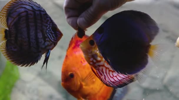 Vista Perto Alimentação Peixes Disco Com Peixe Picado Cru Aquário — Vídeo de Stock