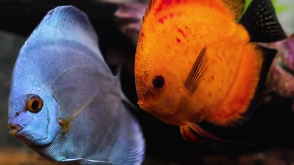 植栽された水族館でのディスコ魚の水泳の美しい景色 熱帯魚 美しい自然背景 趣味の概念 — ストック動画