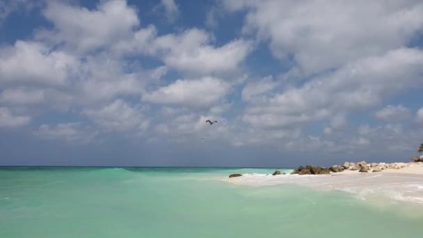 Wspaniały Widok Piękny Pelikan Wznoszący Się Błękitnym Niebie Nad Turkusową — Wideo stockowe