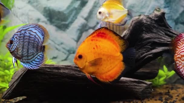 Close Zicht Discus Vissen Zwemmen Beplant Aquarium Tropische Vissen Prachtige — Stockvideo