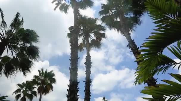 Hermosas Palmeras Cielo Azul Fondo Nubes Blancas Isla Aruba — Vídeos de Stock