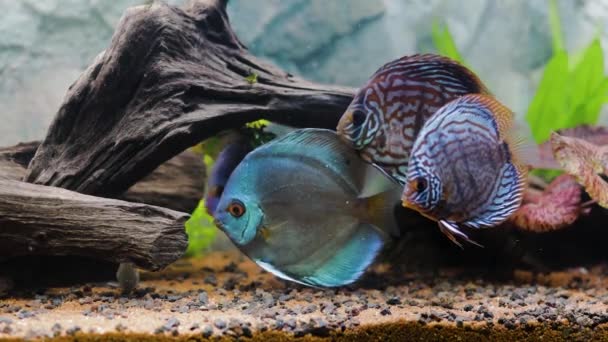 Close Zicht Discus Vissen Zwemmen Beplant Aquarium Tropische Vissen Prachtige — Stockvideo