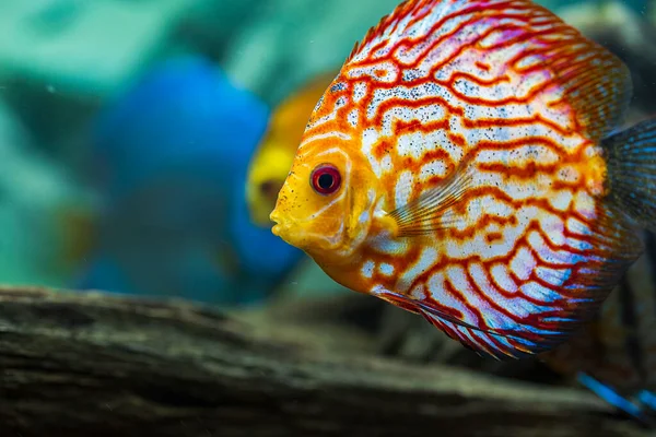 Close up view of gorgeous checkerboard red map discus aquarium fish. Hobby concept.