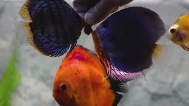 植えられた水族館で生のミンチ魚とオスの手の給餌円盤魚のビューを閉じます 熱帯魚 趣味の概念 — ストック動画