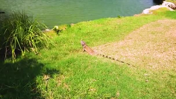 Söt Ödla Nära Grön Växt Och Sjö Aruba Islands Natur — Stockvideo