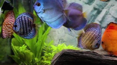 Dikilmiş akvaryumda yüzen disk balıklarının yakın görüntüsü. Tropik balıklar. Güzel doğa geçmişi. Hobi konsepti.