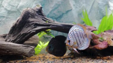 Muhteşem kaplan Türklerinin disk akvaryum balıklarına yakından bakın. Hobi konsepti.