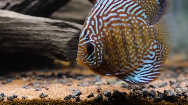 Nahaufnahme Der Wunderschönen Tigertürken Diskus Aquarienfische Hobby Konzept — Stockvideo