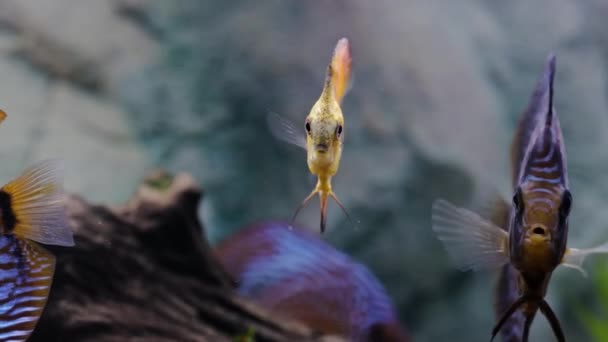 Close Zicht Prachtige Millennium Gouden Discus Aquarium Vissen Hobby Concept — Stockvideo