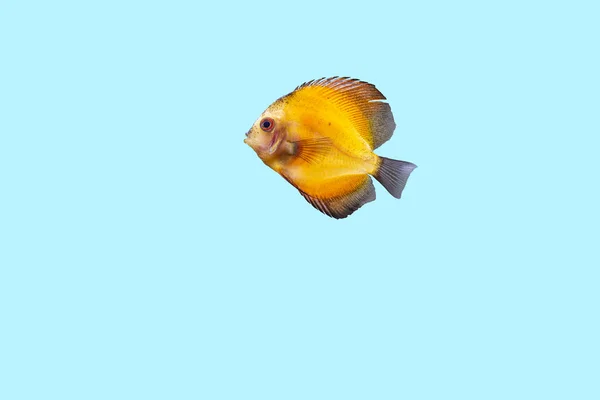 Close View Gorgeous Millennium Gold Discus Aquarium Fish Isolated Blue — Stock Photo, Image