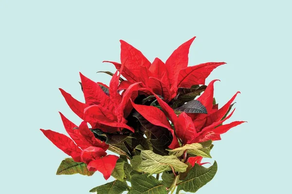 Bela Vista Perto Planta Poinsettia Vermelho Isolado Fundo Azul Conceito — Fotografia de Stock