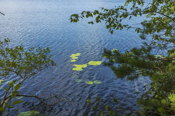 Hermosa Vista Panorámica Del Lago Través Una Rama Pino Orilla — Foto de Stock