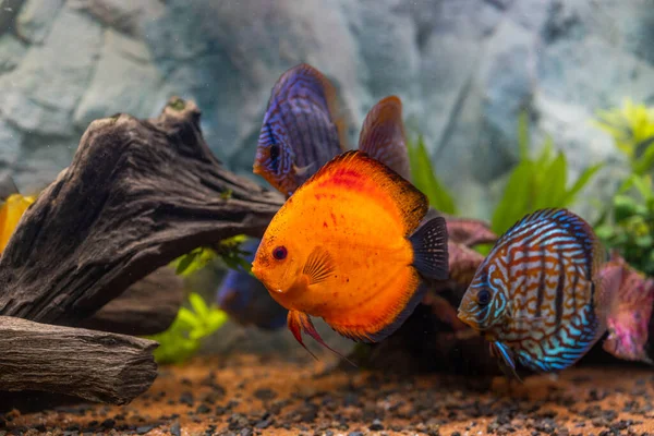 水槽の中で泳ぐ魚のディスクビュー 熱帯魚 美しい自然背景 趣味の概念 — ストック写真