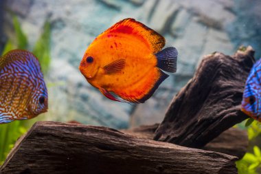 Dikilmiş akvaryumda yüzen disk balığı manzarası. Tropik balıklar. Güzel doğa geçmişi. Hobi konsepti.