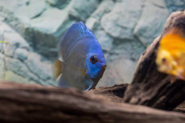 Вид Дискову Рибу Плаває Засадженому Акваріумі Тропічні Риби Прекрасні Природні — стокове фото
