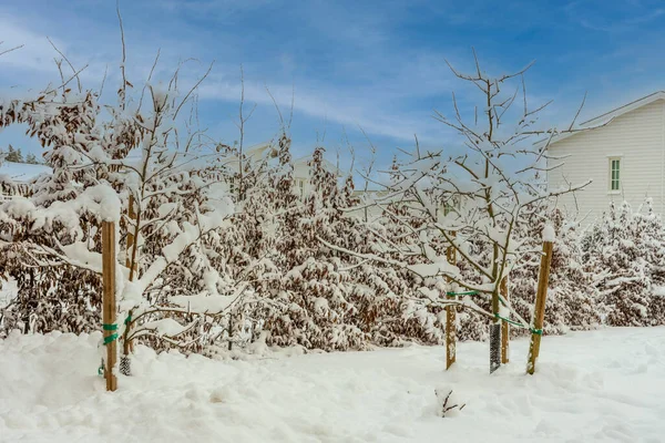 プライベートエリアの冬の風景の美しい景色 雪に覆われた木々や茂み 背景に美しい白いヴィラ — ストック写真