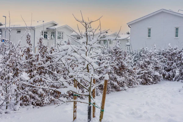 プライベートエリアの冬の風景の眺め 雪に覆われた木々や茂み 背景に美しい白いヴィラ — ストック写真