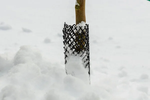 Pohled Zblízka Mladý Strom Chráněný Před Hlodavci Pokrytý Sněhem Koncept — Stock fotografie