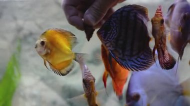 Ekilmiş akvaryumdaki çiğ balıkla erkek diski elle besleyen balıkların yakın görüntüsü. Tropik balıklar. Hobi konsepti
