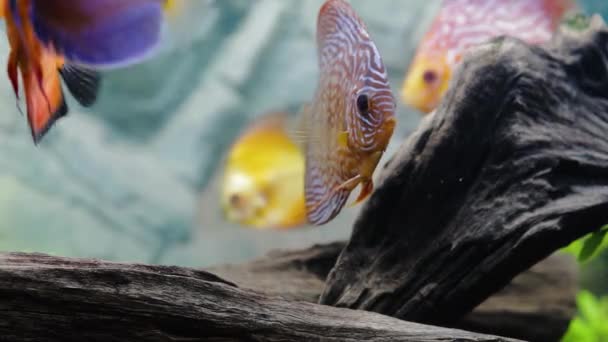 Close Zicht Discus Vissen Zwemmen Beplant Aquarium Tropische Vissen Prachtige — Stockvideo