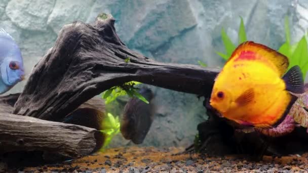 Close Zicht Discus Vissen Zwemmen Beplant Aquarium Tropische Vissen Prachtige — Stockvideo