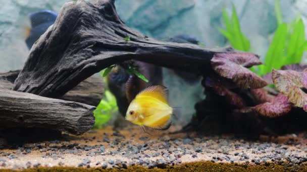 Zblízka Pohled Diskové Ryby Plavající Zasazeném Akváriu Tropické Ryby Krásné — Stock video