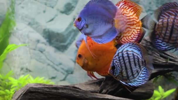 Close Zicht Discus Vissen Zwemmen Beplant Aquarium Tropische Vissen Prachtige — Stockvideo