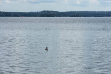 Baltık deniz yüzeyindeki su kuşunun güzel manzarası. Doğal altyapılar.