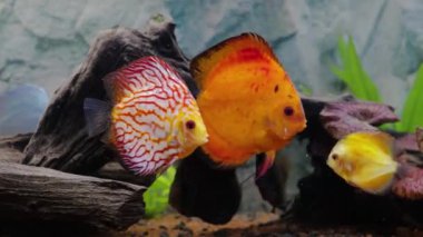 Dikilmiş akvaryumda yüzen disk balıklarının yakın görüntüsü. Tropik balıklar. Güzel doğa geçmişi. Hobi konsepti.