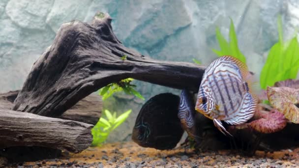 Vista Perto Lindo Tigre Turcos Disco Aquário Peixes Conceito Hobby — Vídeo de Stock