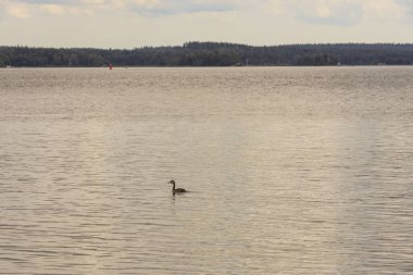 Baltık deniz yüzeyindeki su kuşunun güzel manzarası. Doğal altyapılar.