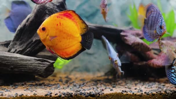 Vista Perto Peixes Disco Nadando Aquário Plantado Peixes Tropicais Belas — Vídeo de Stock