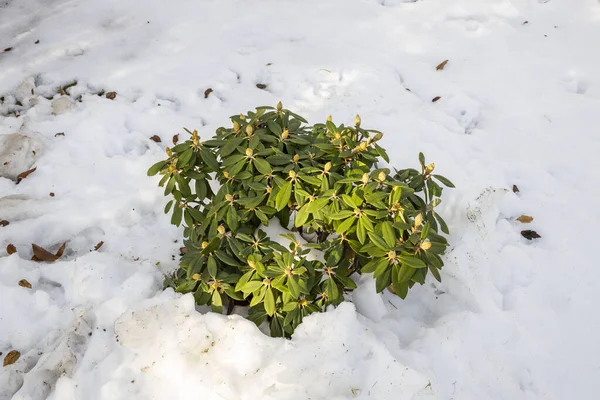 Karın altındaki rhododendron bitkisinin yakın görüntüsü. Güzel doğa geçmişi. 