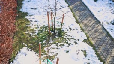 Karlı ön bahçenin güzel doğal manzarası. Güneşli kış gününde, beyaz kar altında yeşil bitkiler ve çimenler. 