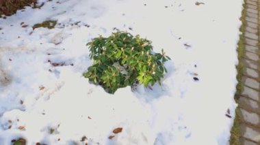 Karın altındaki rhododendron bitkisinin yakın görüntüsü. Güzel bahar doğası arka plan. 