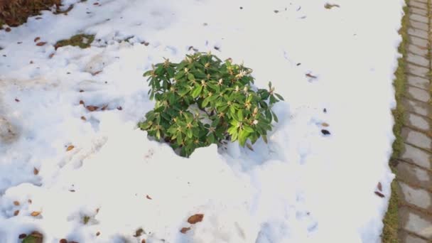 Detailní Pohled Rhododendronovou Rostlinu Pod Sněhem Krásné Jarní Příroda Pozadí — Stock video