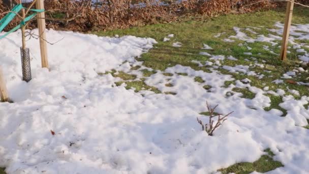 多雪的前院美丽的自然景观 春日阳光明媚 青菜在雪下 青草在白雪下 — 图库视频影像