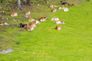 Çayırda yatan bir grup geyiğin manzarası çok güzel. Vahşi hayvanlar konsepti.