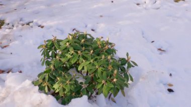 Karın altındaki rhododendron bitkisinin yakın görüntüsü. Güzel bahar doğası arka plan. 
