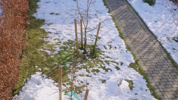 Vacker Natur Utsikt Över Det Snöiga Trädgården Gröna Växter Och — Stockvideo