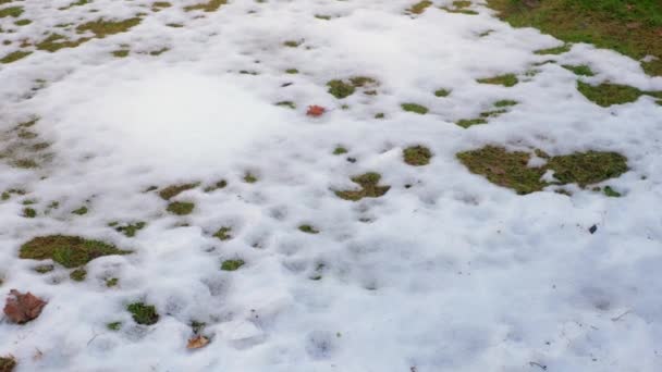 多雪的前院美丽的自然景观 春天里阳光明媚 青菜在雪下 青草在雪下 — 图库视频影像