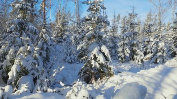 Υπέροχη Θέα Χειμώνα Χιονισμένα Δέντρα Χειμώνα Χειμερινή Μέρα Ωραίο Χειμωνιάτικο — Αρχείο Βίντεο