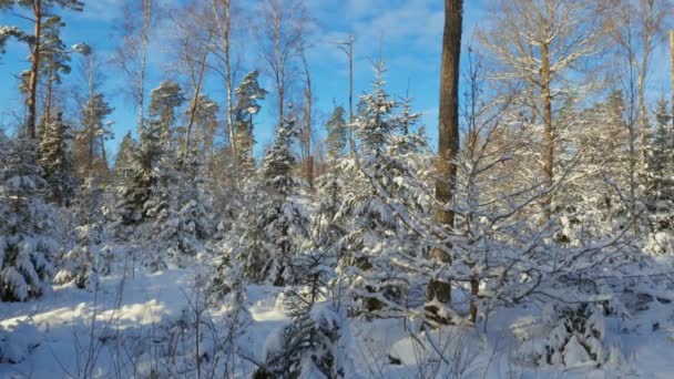 Gyönyörű Kilátás Télre Havas Fák Télen Téli Nap Gyönyörű Téli — Stock videók