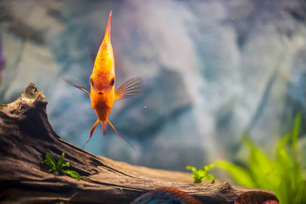 Vista Cerca Los Magníficos Peces Acuario Disco Melón Rojo Aislados — Foto de Stock