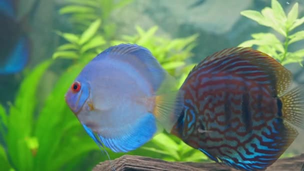 Dikilmiş Akvaryumda Yüzen Disk Balıklarının Yakın Görüntüsü Tropik Balıklar Güzel — Stok video