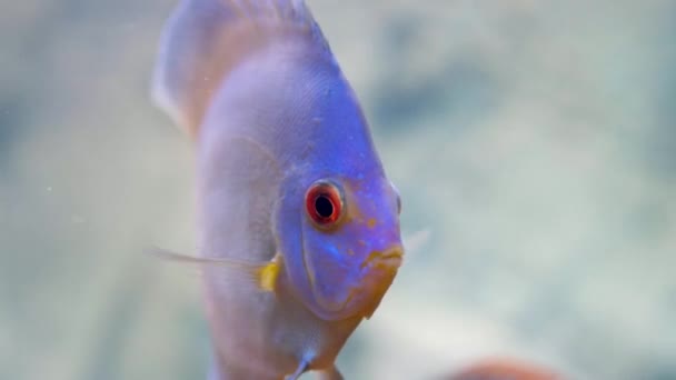 豪華なブルーダイヤモンドディスク水族館の魚のビューを閉じます 趣味の概念 — ストック動画