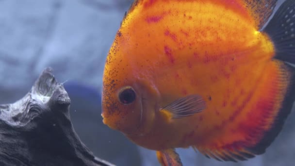 Крупним Планом Вид Чудову Червону Диявольську Акваріумну Рибу Ізольовано Синьому — стокове відео