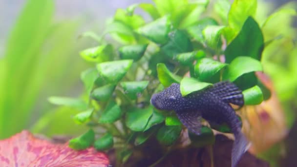 Nahaufnahme Von Wunderschönen Borsten Nase Wels Ancistrus Aquarium Fische Isoliert — Stockvideo