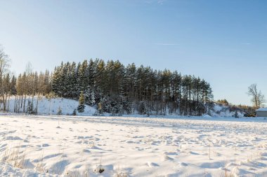 Muhteşem kış manzarası. Kışın karlı ağaçlar. Kış günü. Güzel bir kış geçmişi var. İsveç.