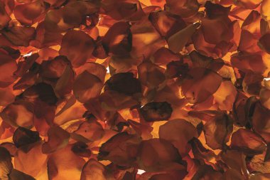 Arka planda izole edilmiş turuncu gül yapraklarının yakın görüntüsü. Muhteşem arka planlar..